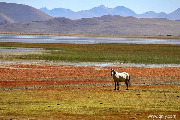 西藏游费用多少