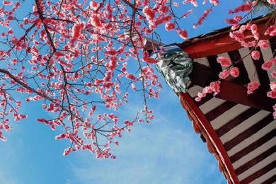 林芝桃花节旅游线路攻略