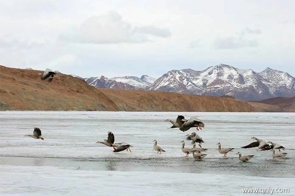 西藏跟团游多少钱