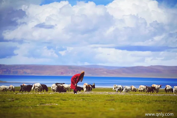 去西藏旅行费用