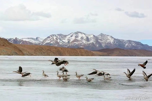 元月份去西藏适合旅游吗