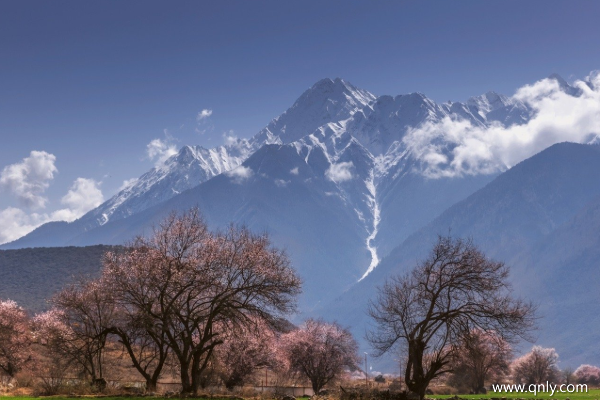 三月中旬去西藏旅游看林芝桃花怎么样