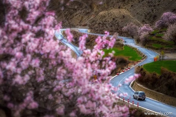 3月中旬林芝的桃花开了吗