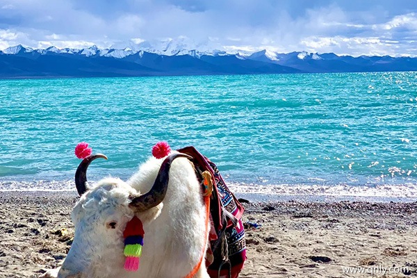 成都去西藏旅游的费用？